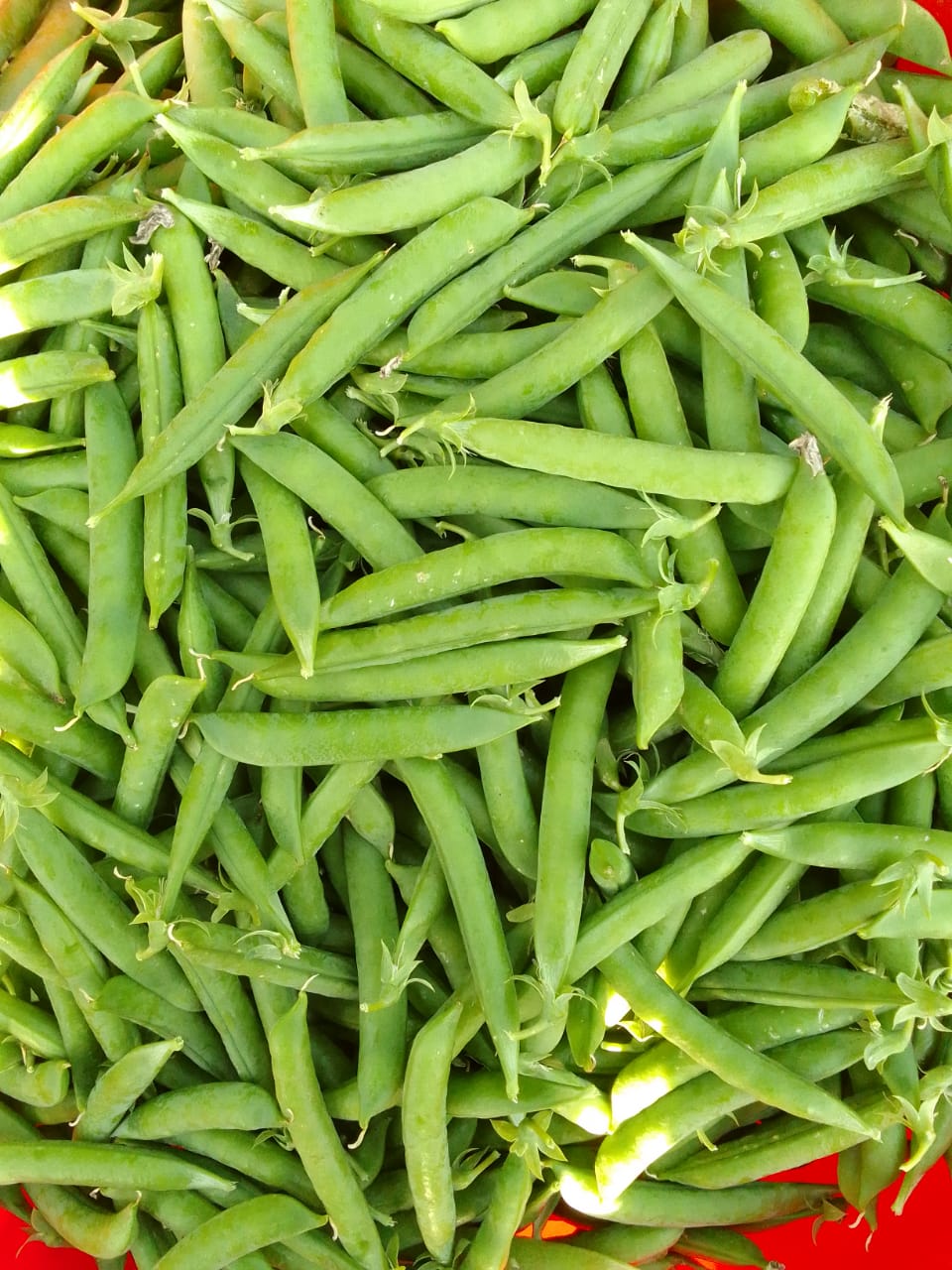 Wholesale Green Peas Bengaluru