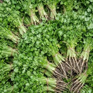 Coriander — wholesale, Bangalore