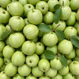 Taiwan White Guava — wholesale, Bangalore