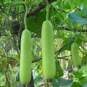 Bottle Gourd — wholesale, Bangalore