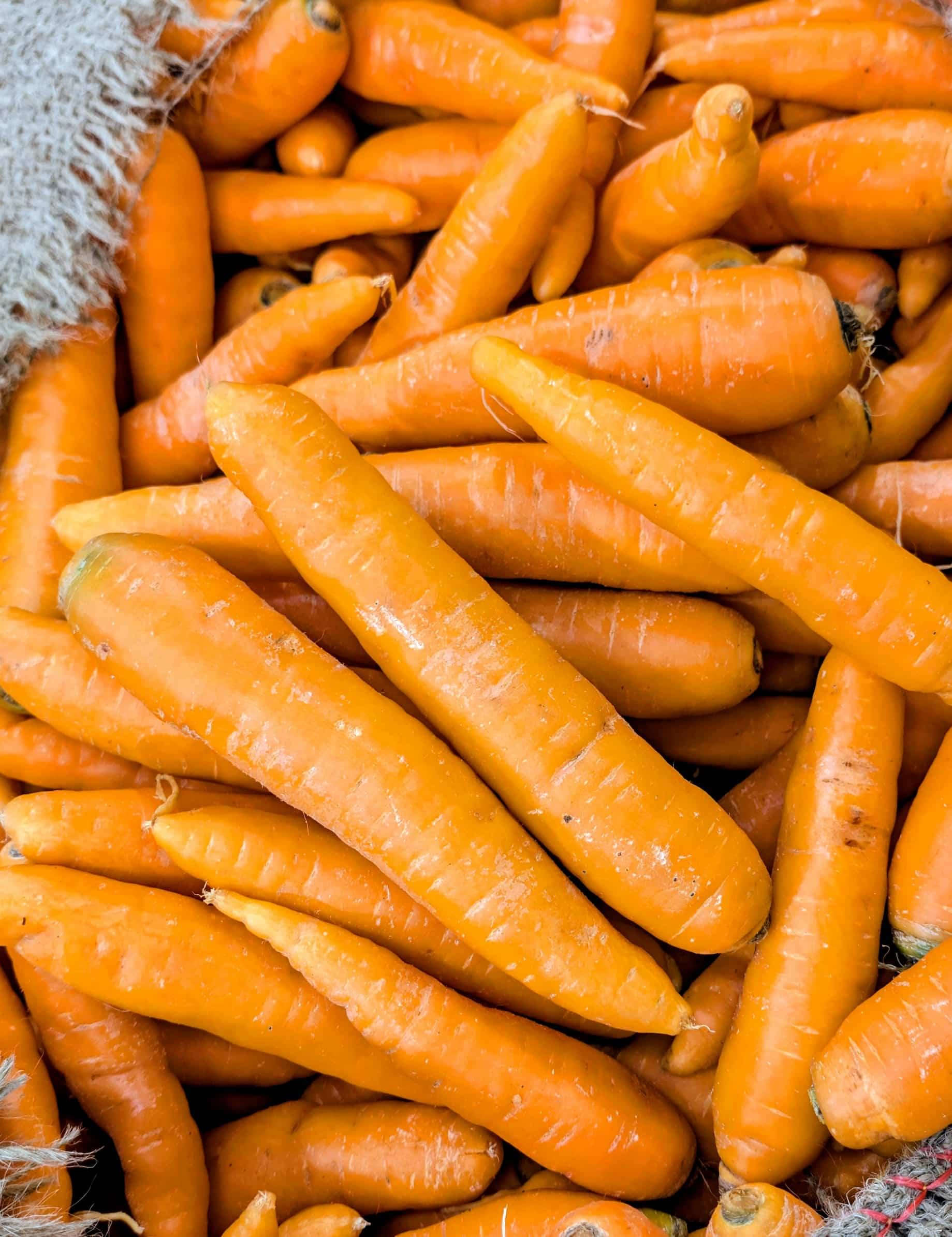 Ooty Carrot