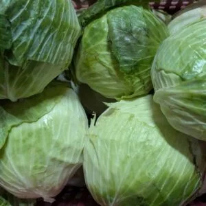 Cabbage — wholesale, Bangalore