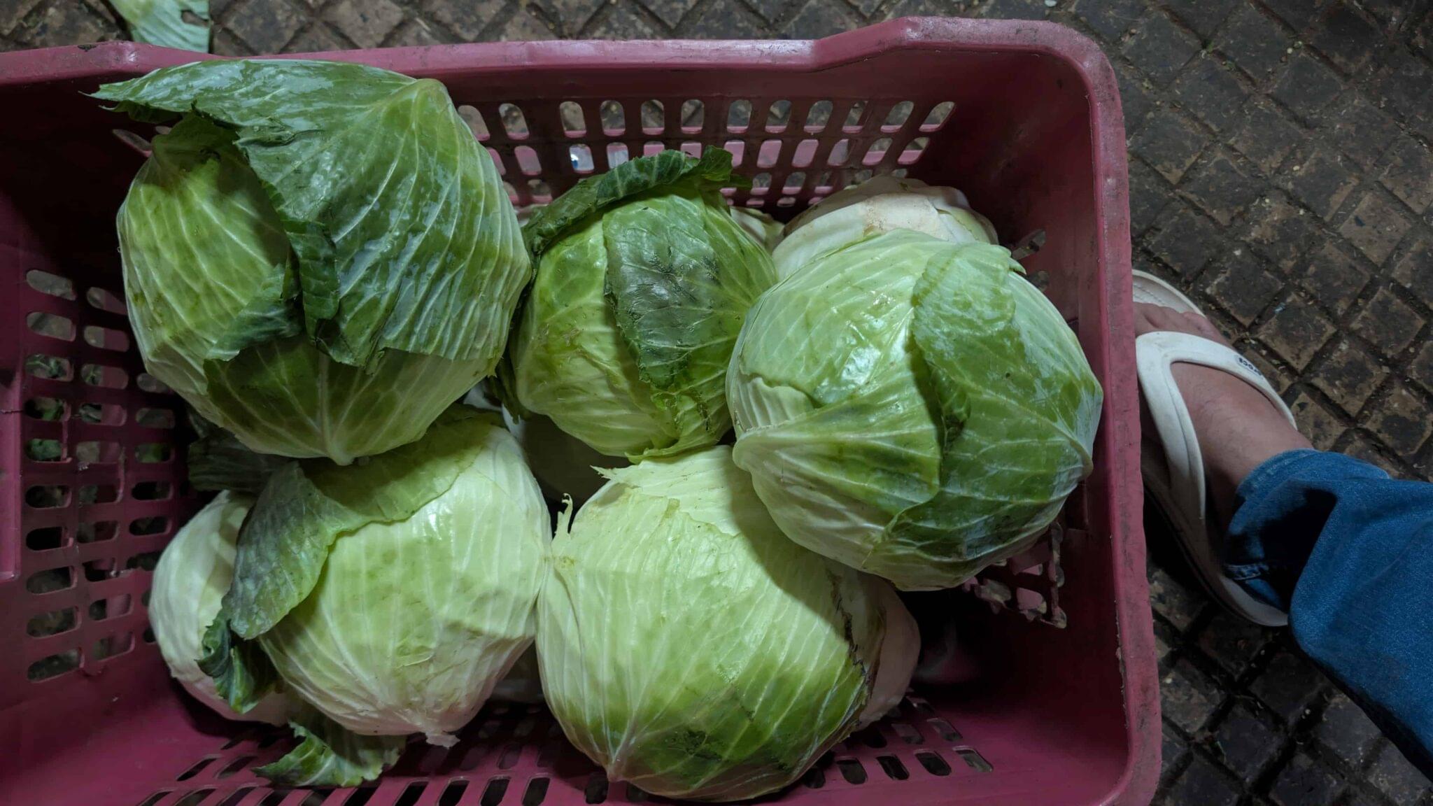 CABBAGE