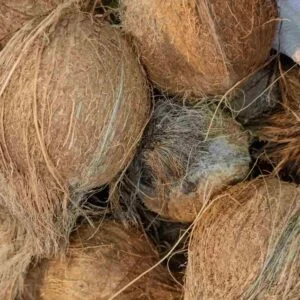 Coconut — wholesale, Bangalore