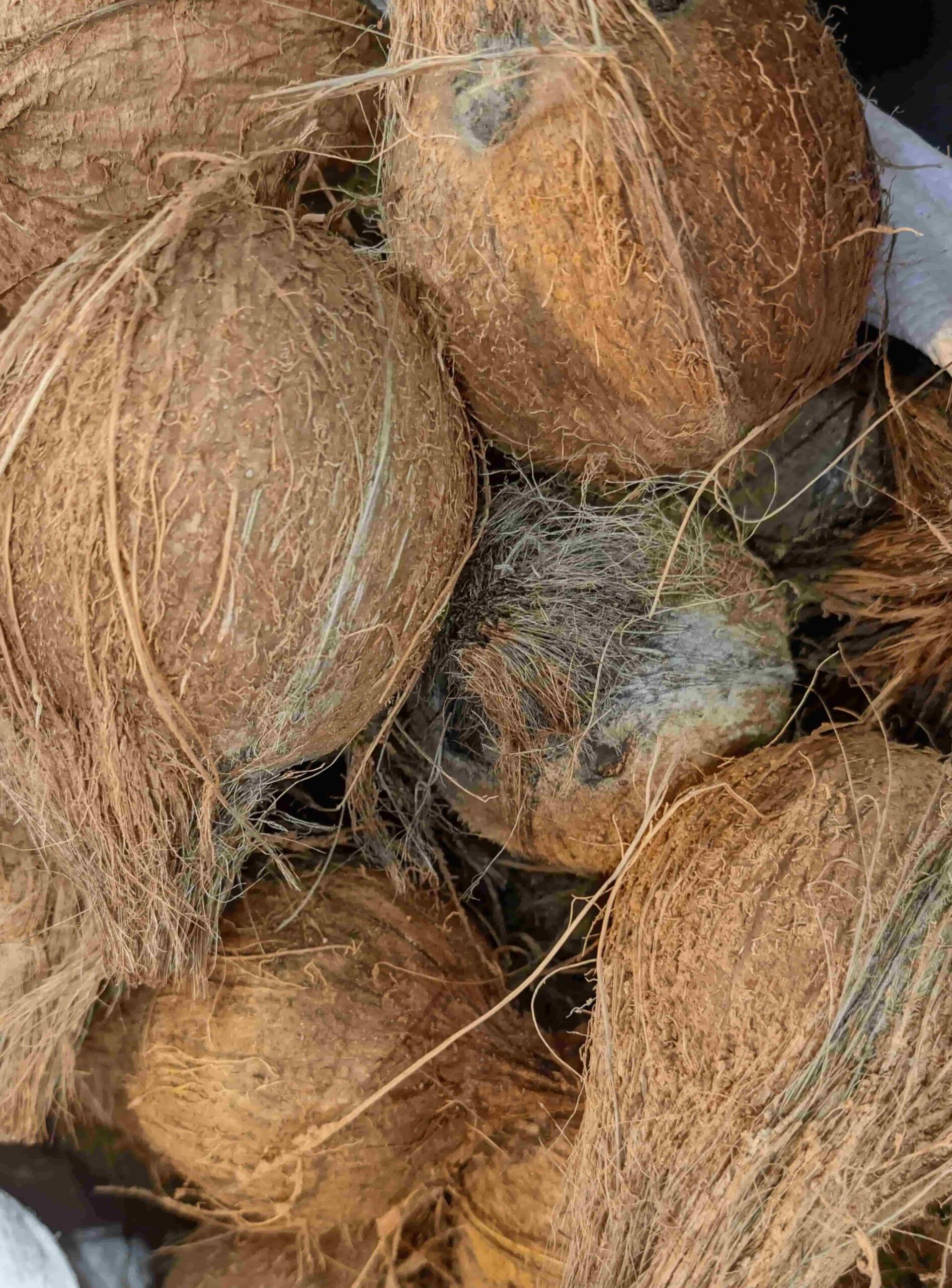 COCONUT