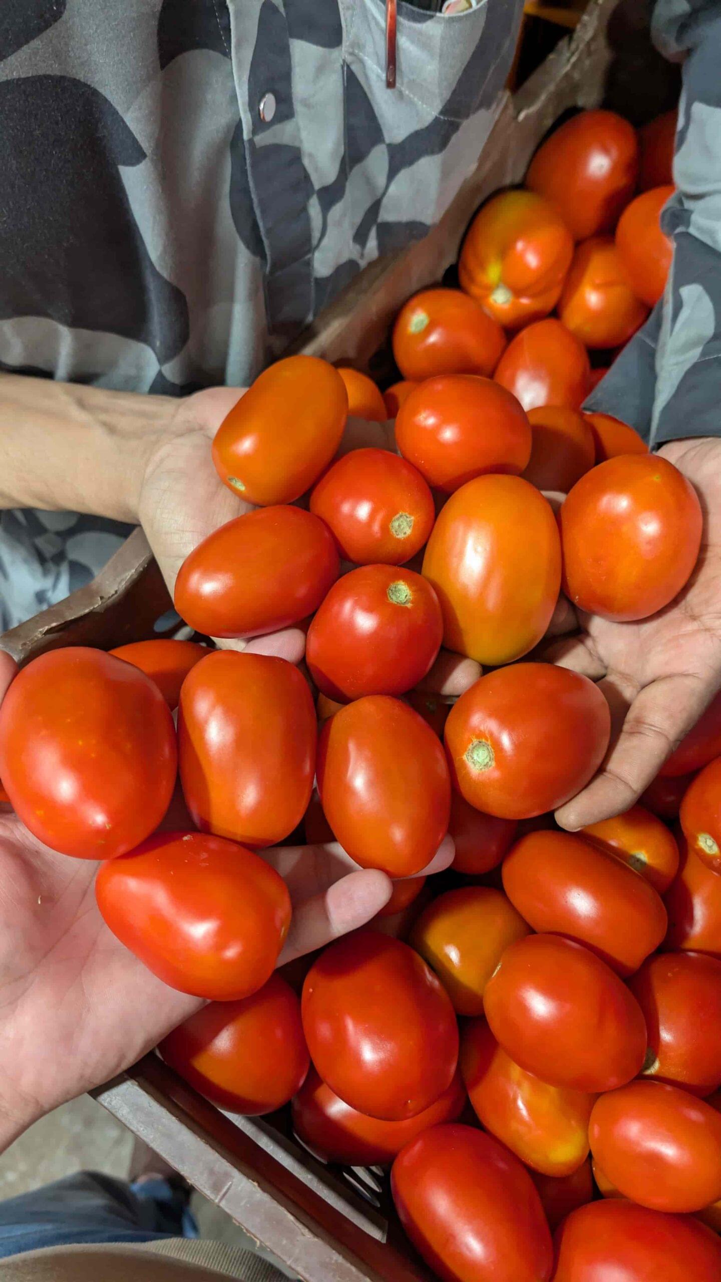 TOMATO - Image 2